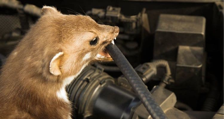 Marten muerde el cable